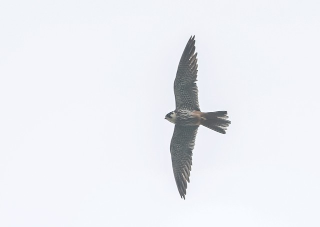 <em class="SciName notranslate">F. s. streichi</em>&nbsp;ventral in-flight view - Eurasian Hobby - 