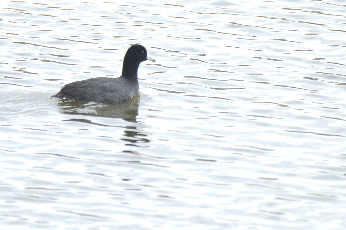 American Coot (Red-shielded) - ML443838001