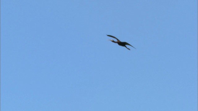 ibis americký - ML443839