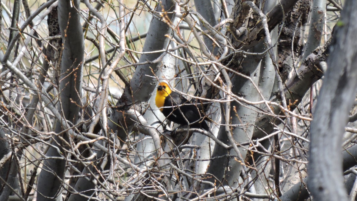 Yellow-headed Blackbird - ML443839351