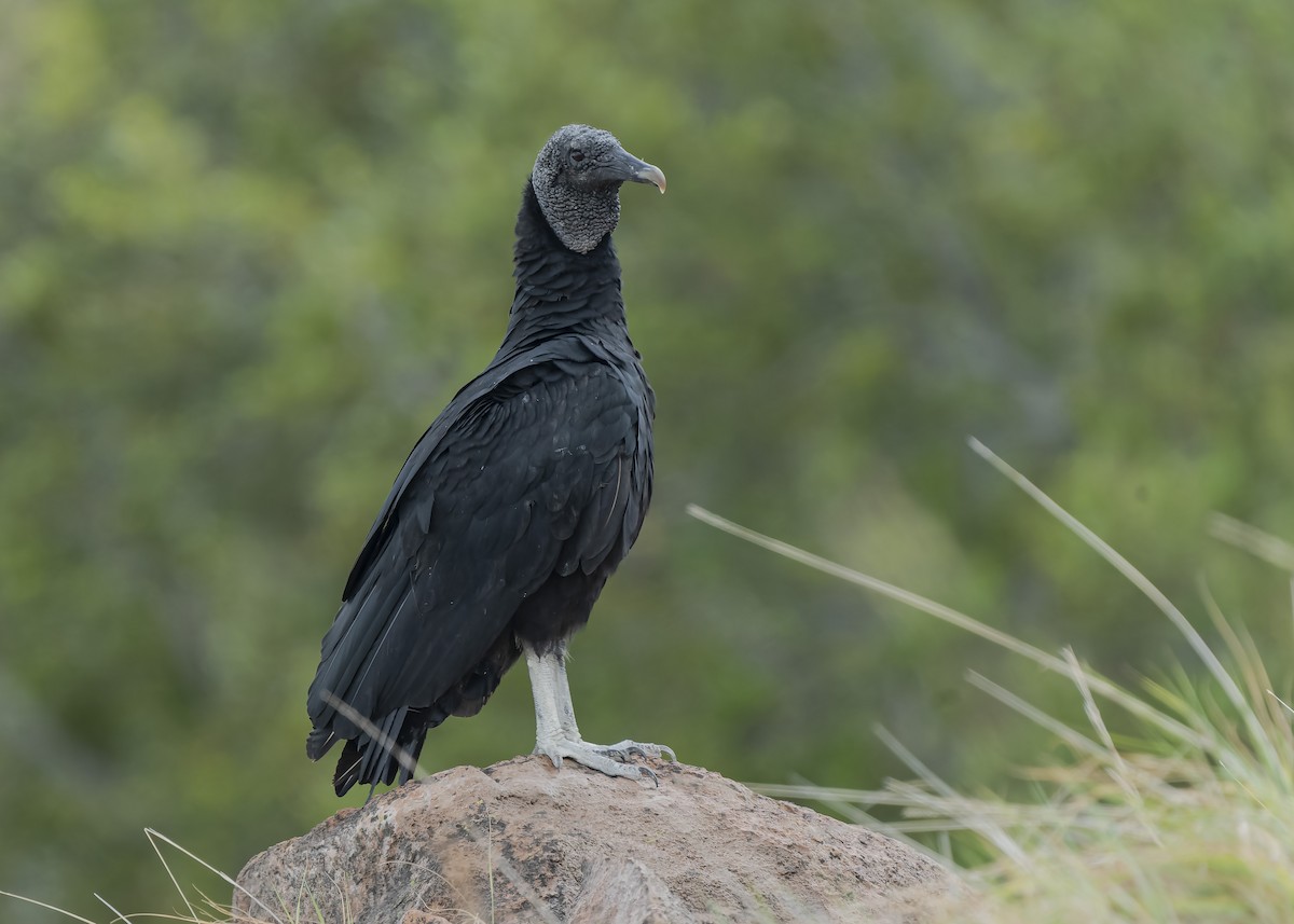 Black Vulture - Guillermo  Saborío Vega