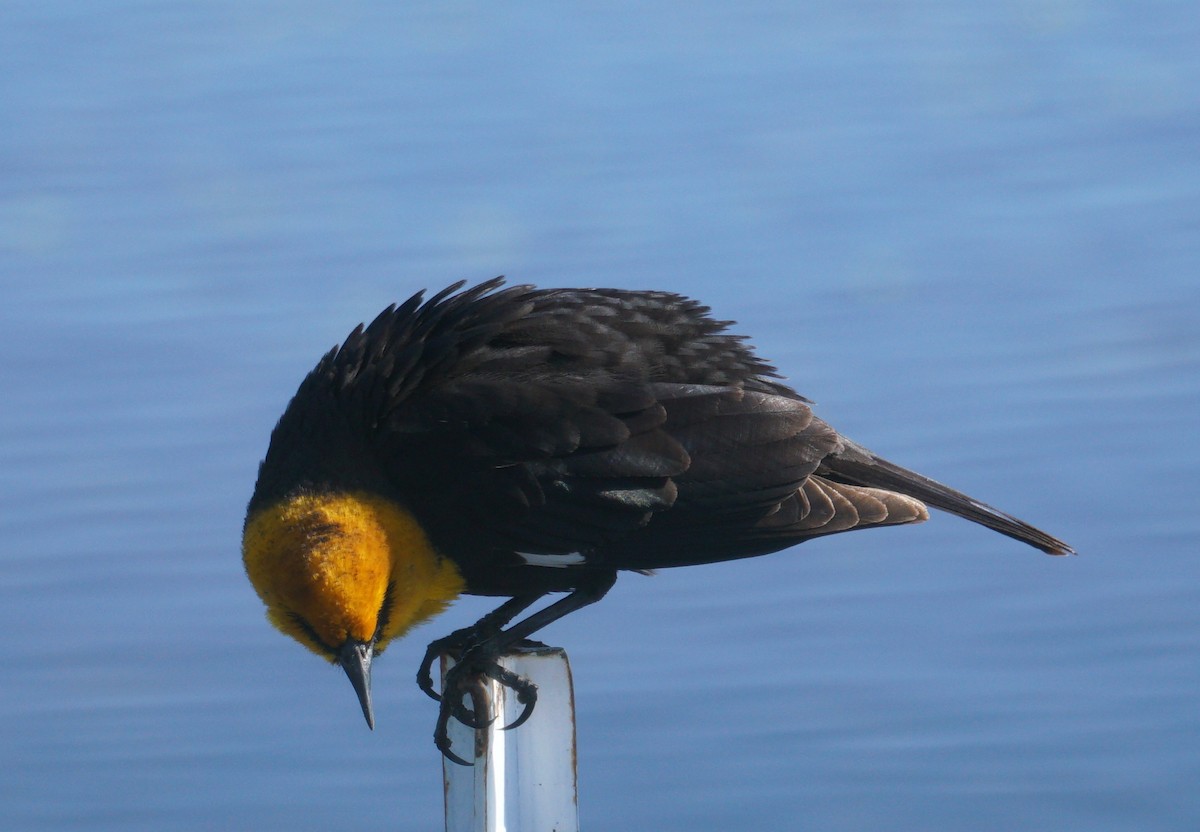 Yellow-headed Blackbird - ML443840801