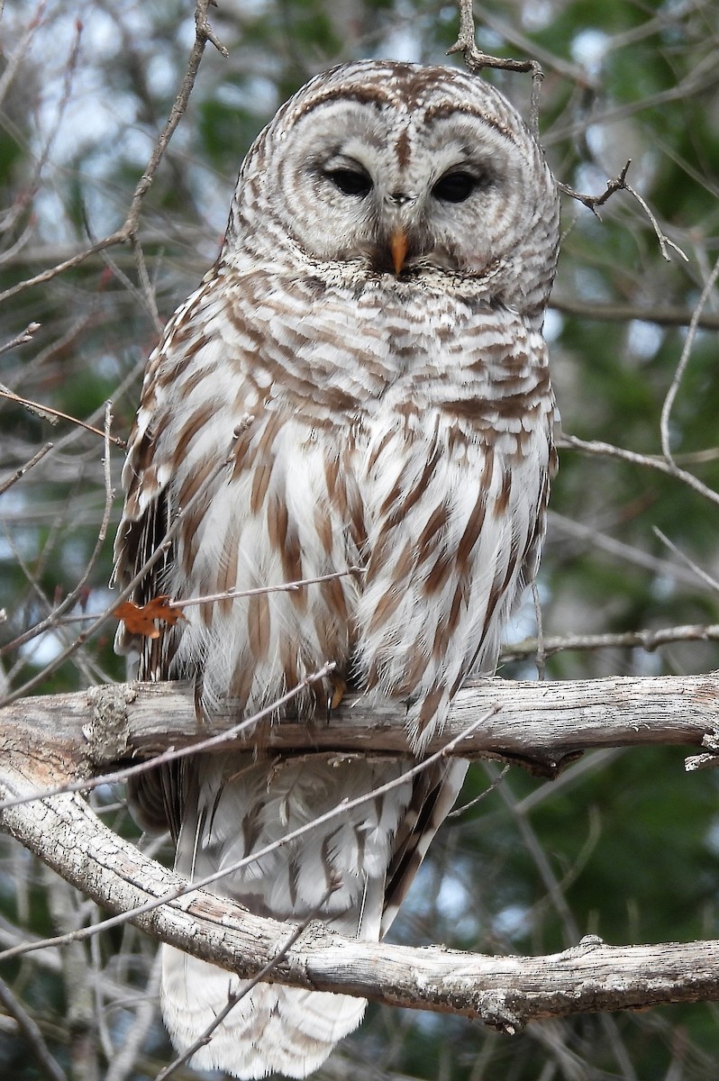 Barred Owl - ML443840841