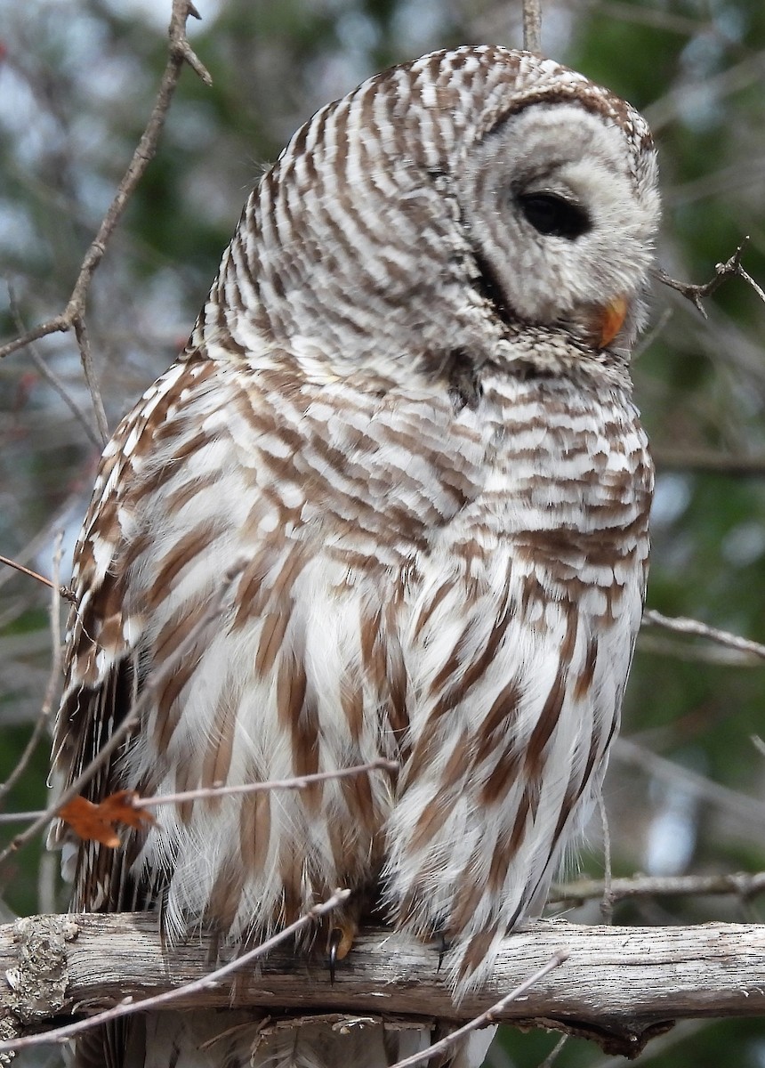 Barred Owl - ML443840891
