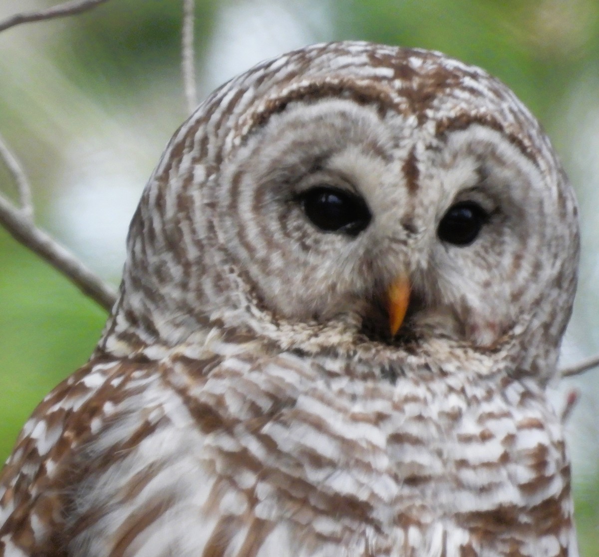 Barred Owl - ML443840971