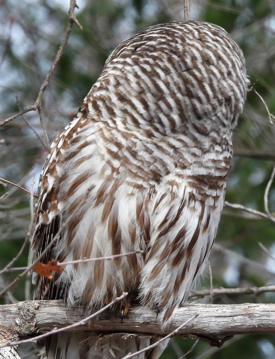 Barred Owl - ML443841111