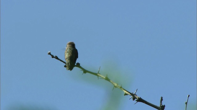 Costa's Hummingbird - ML443843