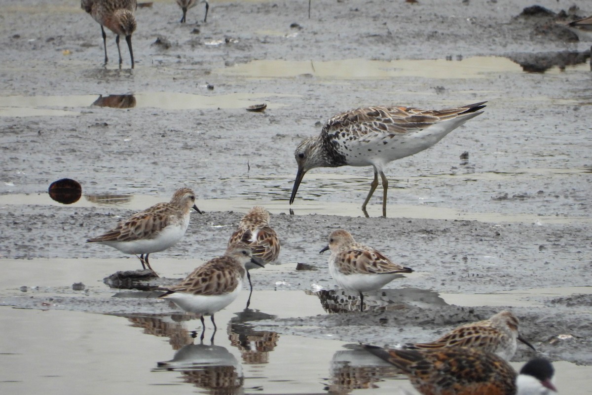 Great Knot - ML443847341