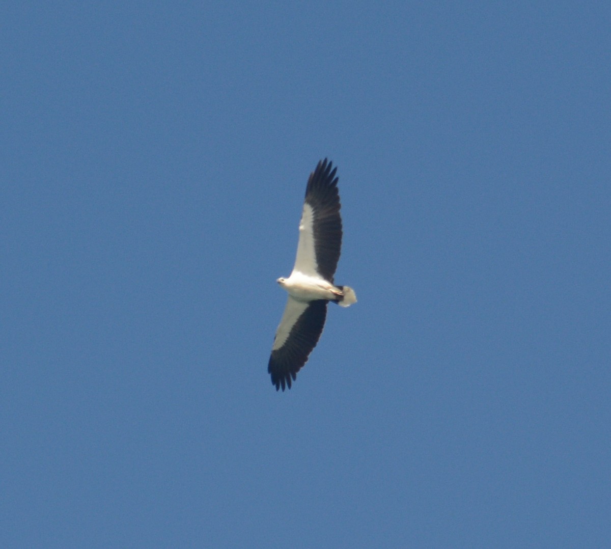 White-bellied Sea-Eagle - Ari Noviyono