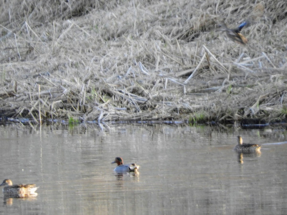Green-winged Teal - ML443856611