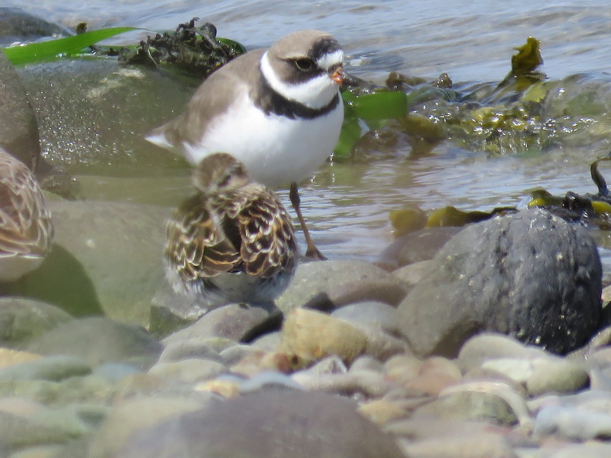 Semipalmated Plover - ML443857771
