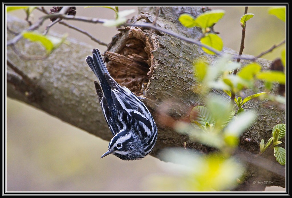 Black-and-white Warbler - ML443862121