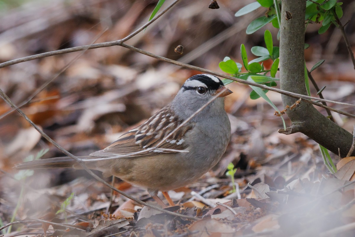 White-crowned Sparrow - Mike Cameron