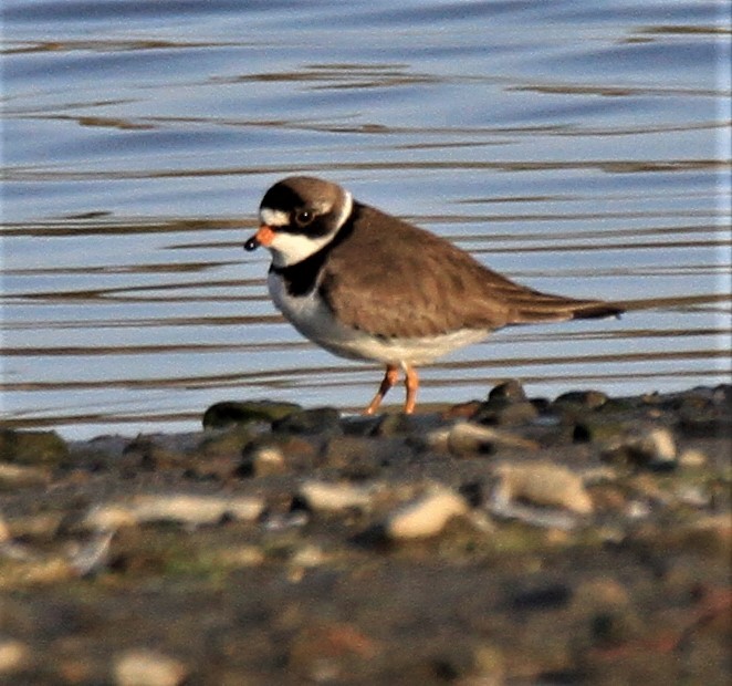 Semipalmated Plover - ML443867511
