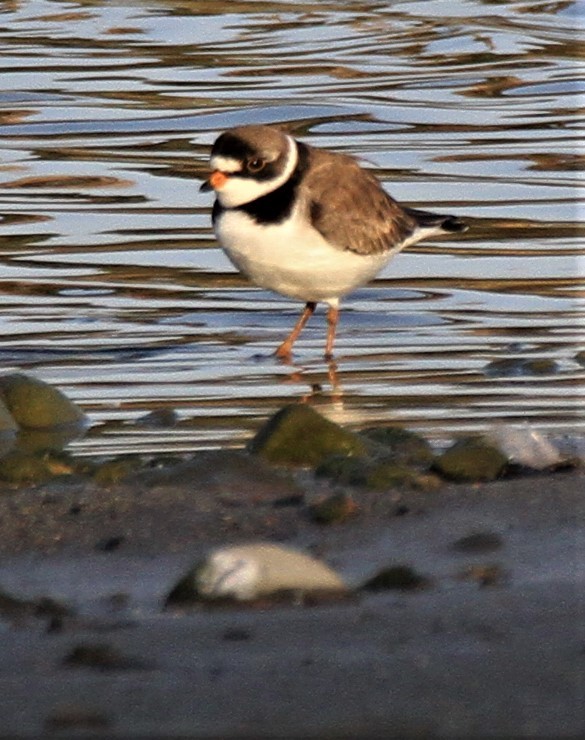 Semipalmated Plover - ML443867531