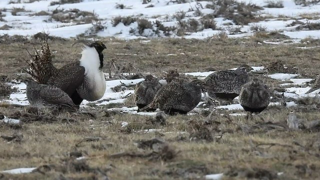 Greater Sage-Grouse - ML443868001