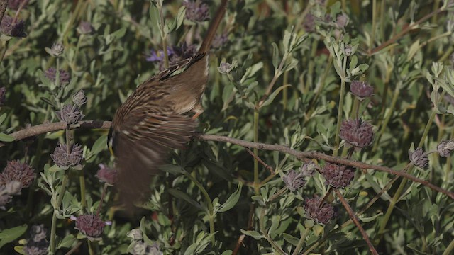 Golden-crowned Sparrow - ML443873021