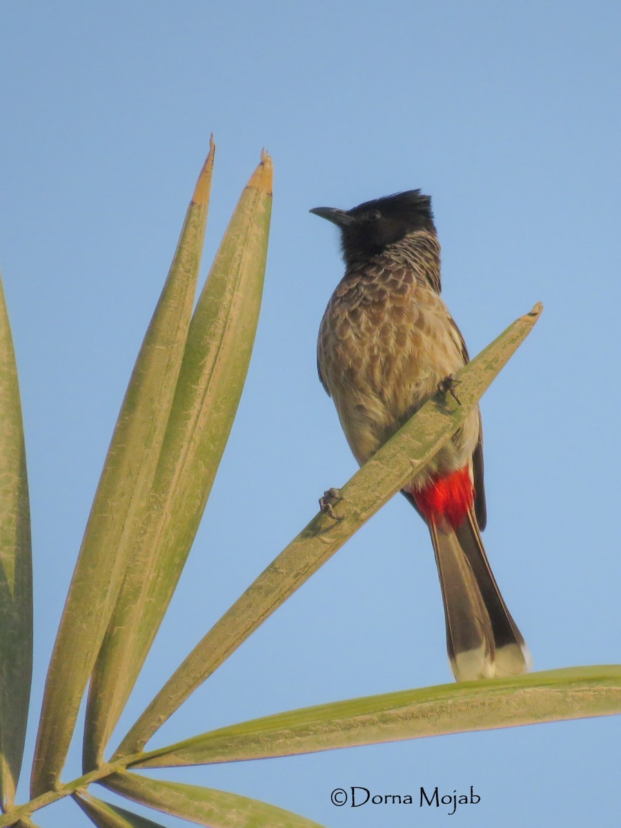 Red-vented Bulbul - ML44387861