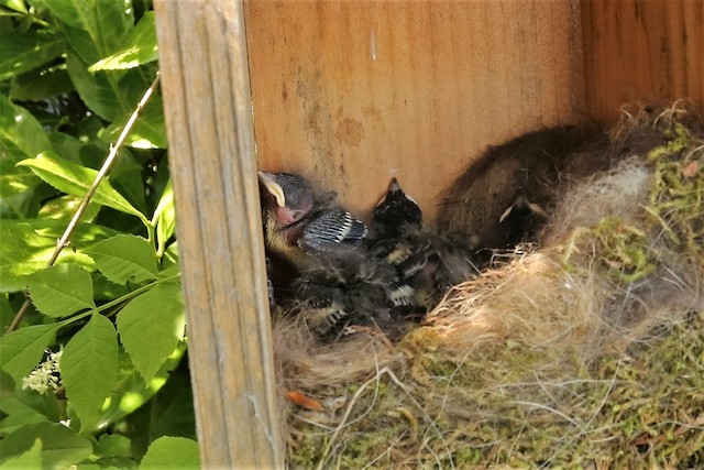 Nestlings. - Great Tit - 