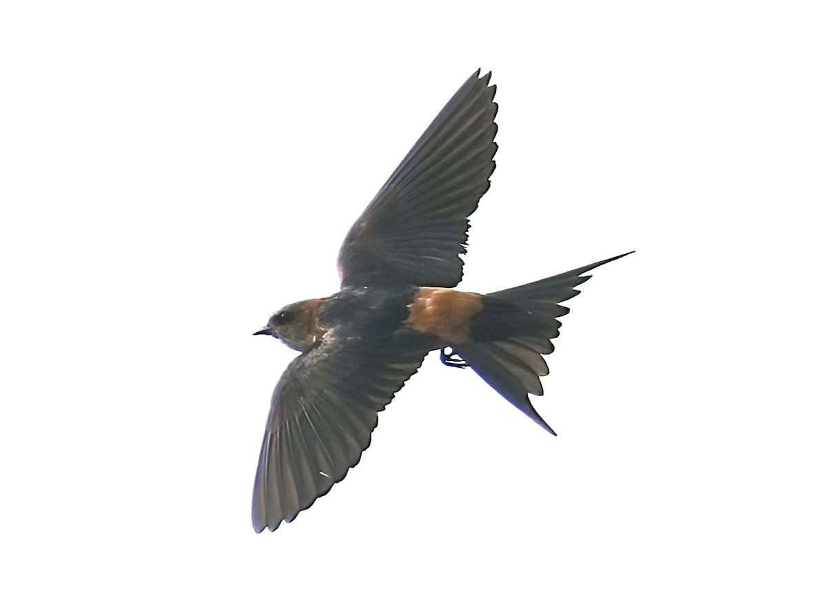 Red-rumped Swallow - ML443882191