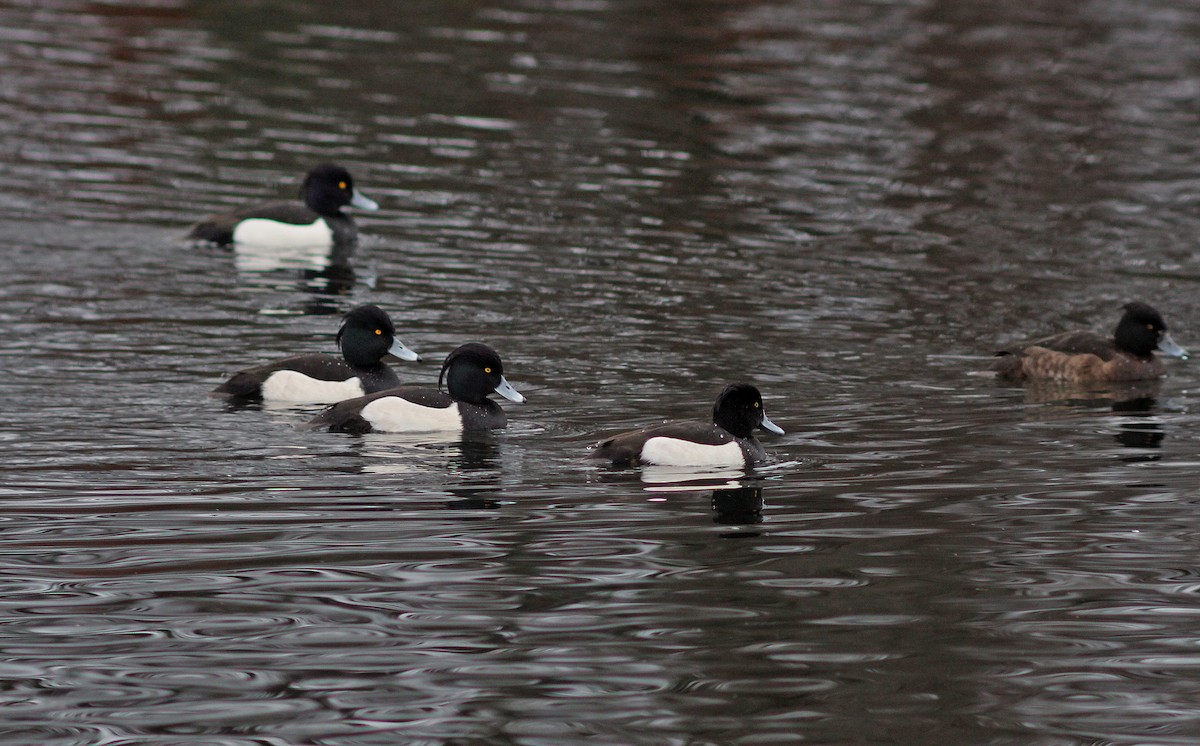 Tufted Duck - Ray Scally