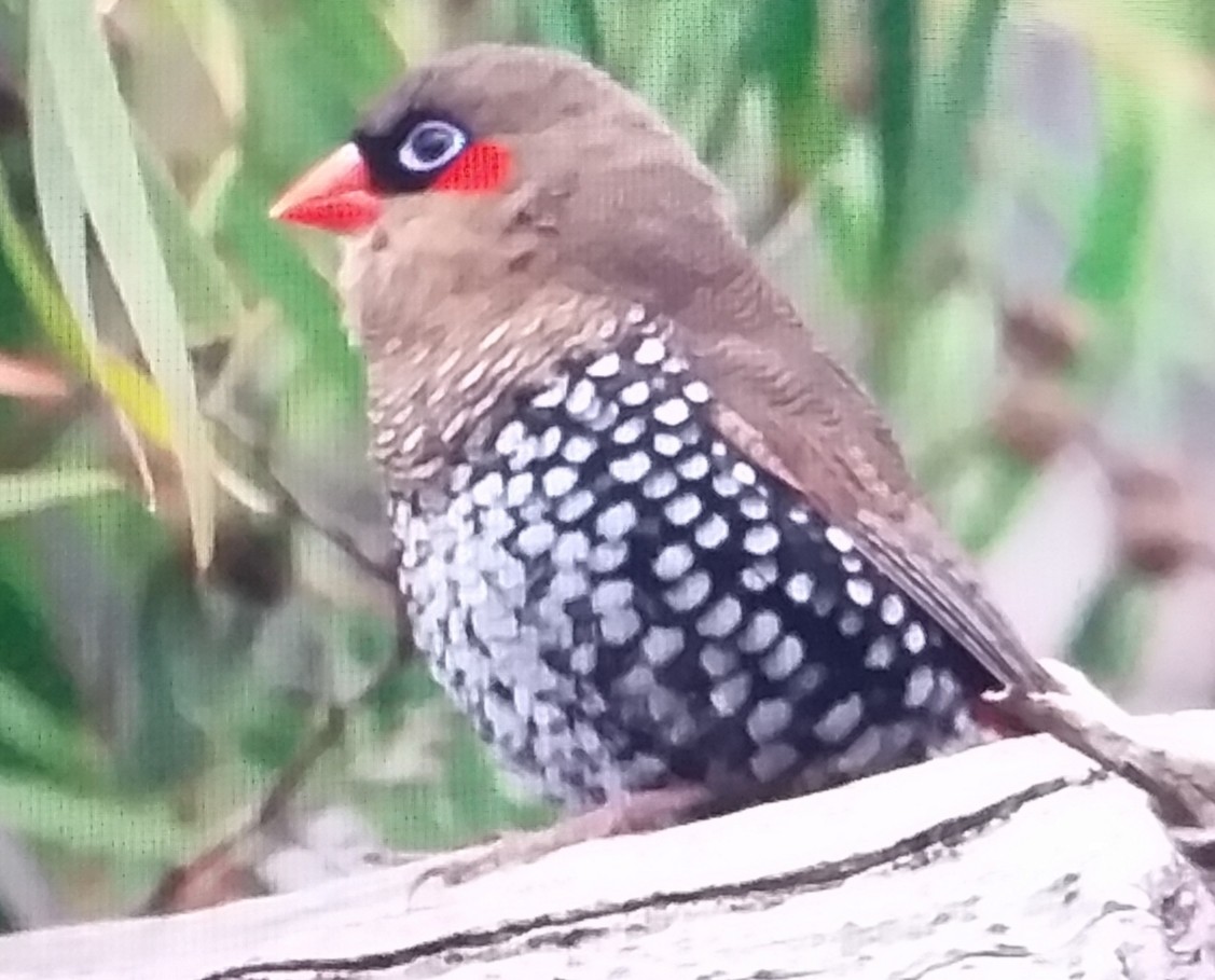 Red-eared Firetail - ML443886211