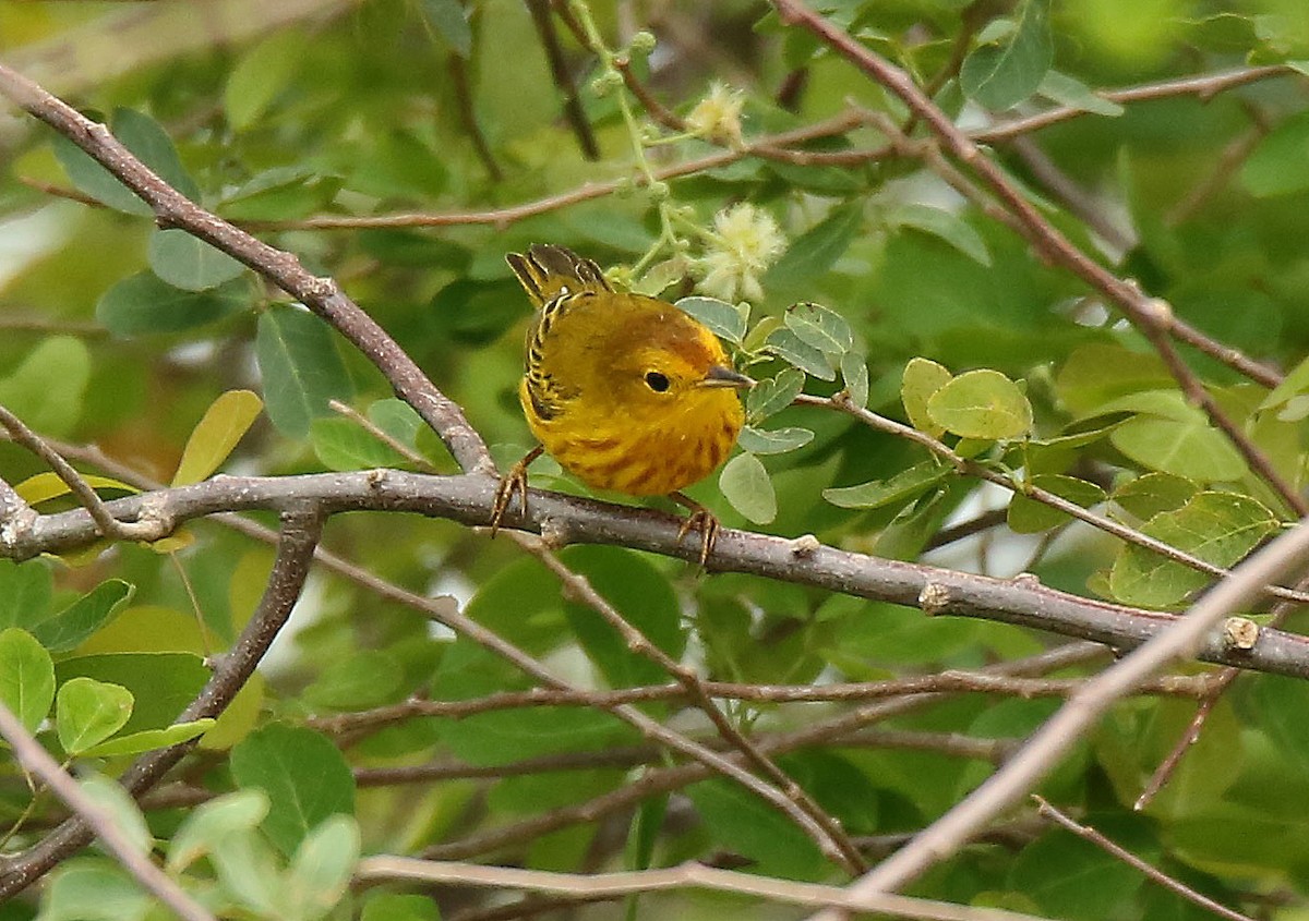 Yellow Warbler (Mangrove) - Roger Ahlman