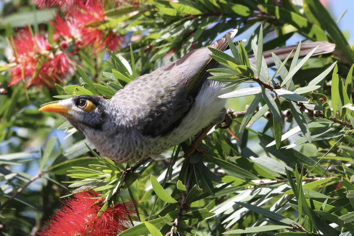 Noisy Miner - Pauline and Ray Priest