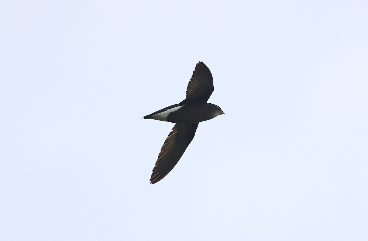 Silver-backed Needletail - ML443895311