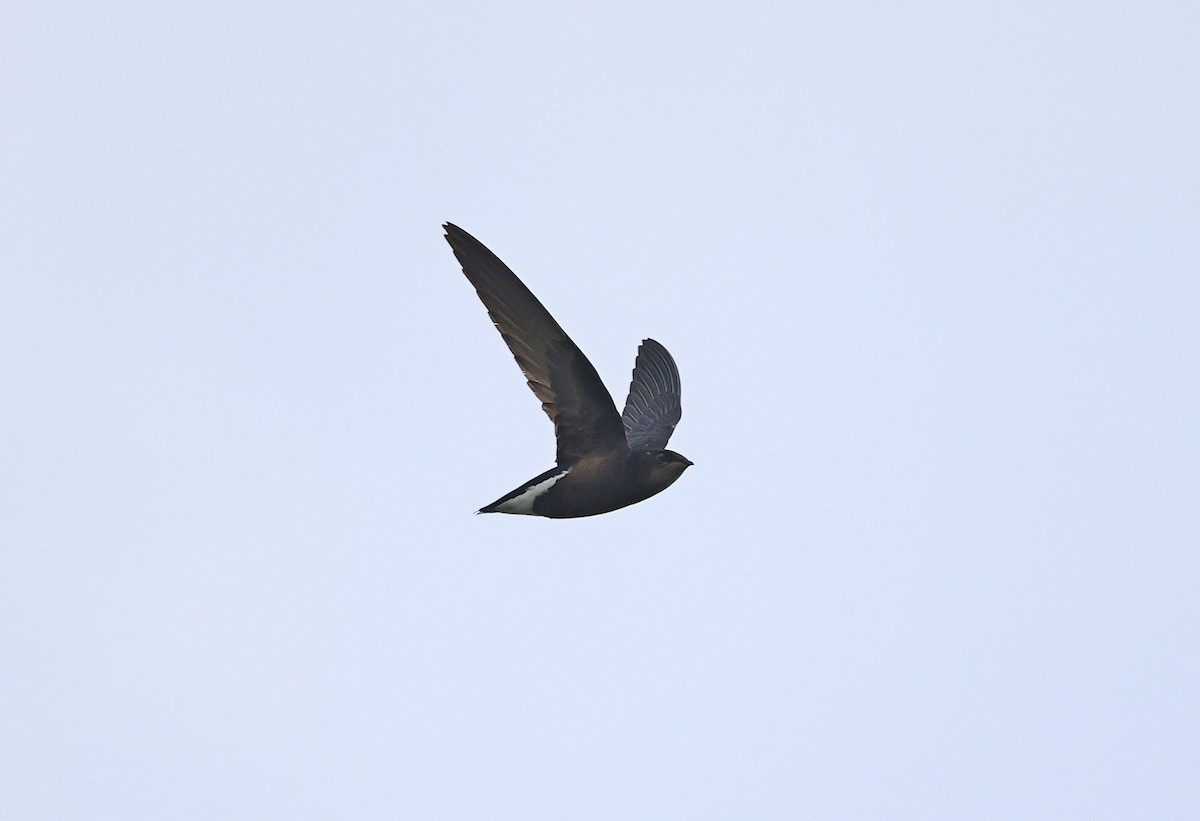 Silver-backed Needletail - ML443895321