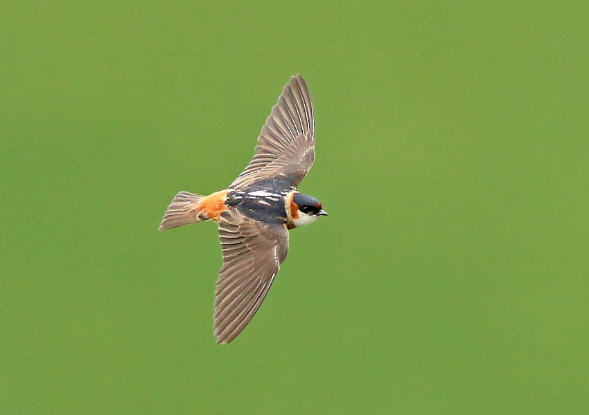 Chestnut-collared Swallow - Roger Ahlman