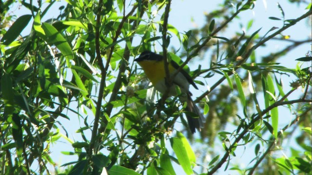 Yellow-breasted Chat (auricollis) - ML443900