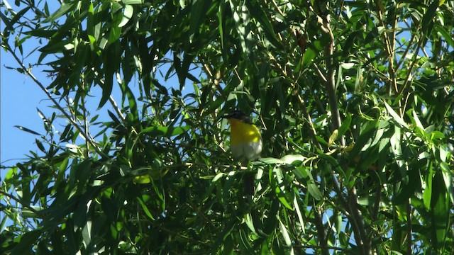 Yellow Breasted Chat Ebird