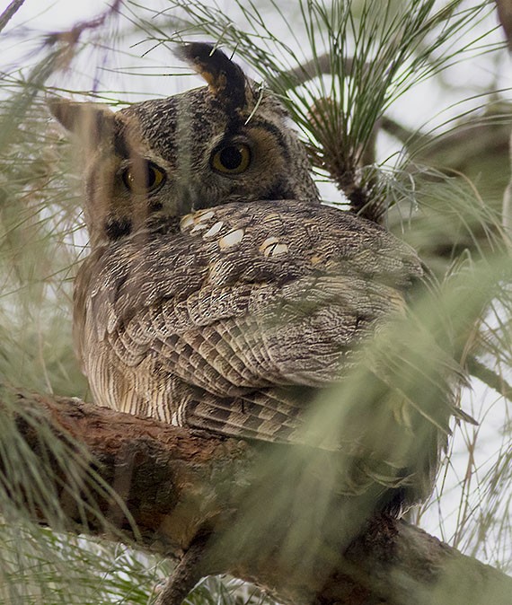Great Horned Owl - ML44390181
