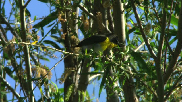 Yellow-breasted Chat (auricollis) - ML443903