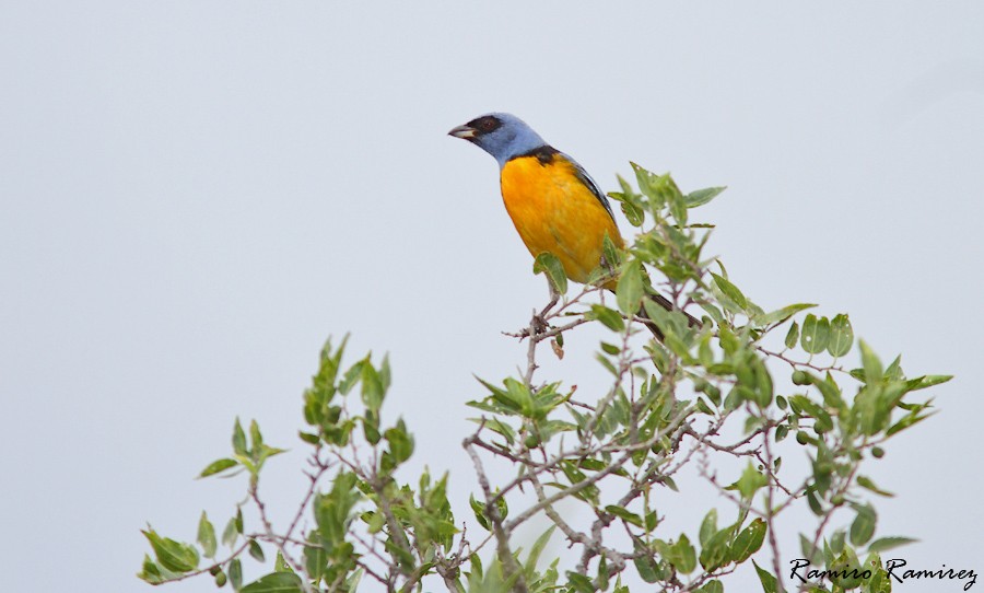 Blue-and-yellow Tanager - ML44390301