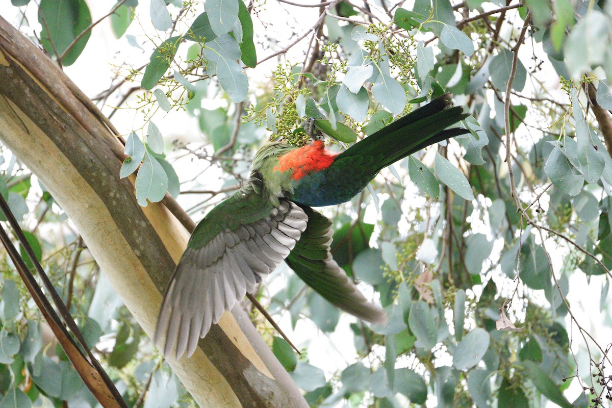 Australian King-Parrot - ML443903501