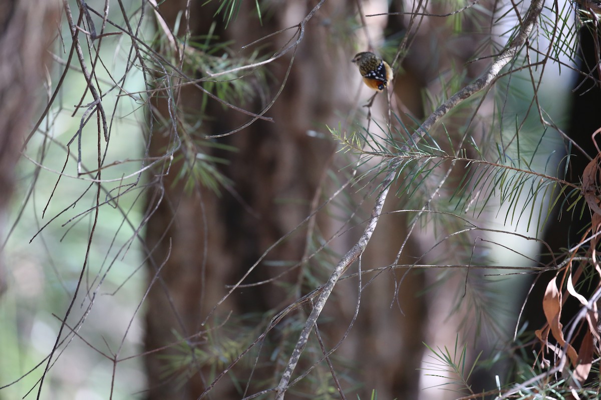 Spotted Pardalote - Bay Amelia Reeson