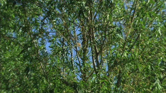 lesníček žlutoprsý (ssp. auricollis) - ML443904