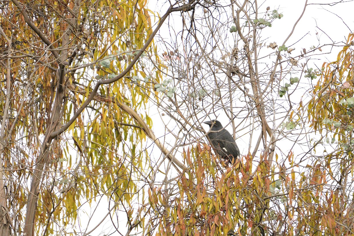 Pied Currawong - ML443904091