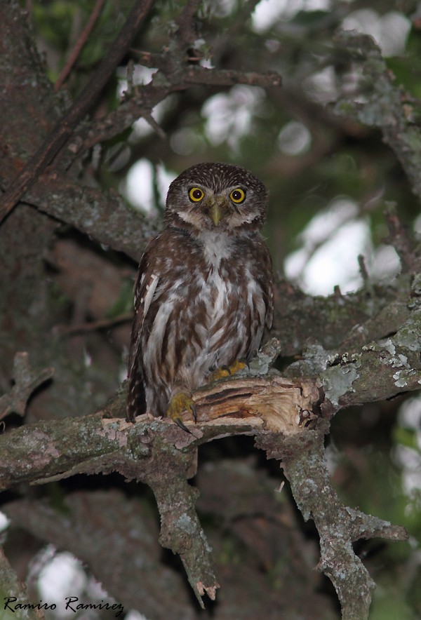 Ferruginous Pygmy-Owl - ML44390471