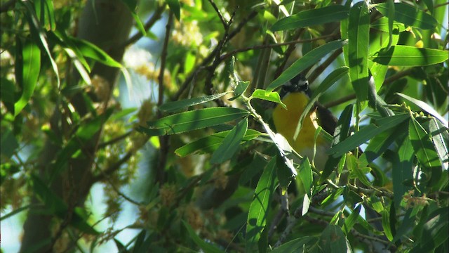 Yellow-breasted Chat (auricollis) - ML443905