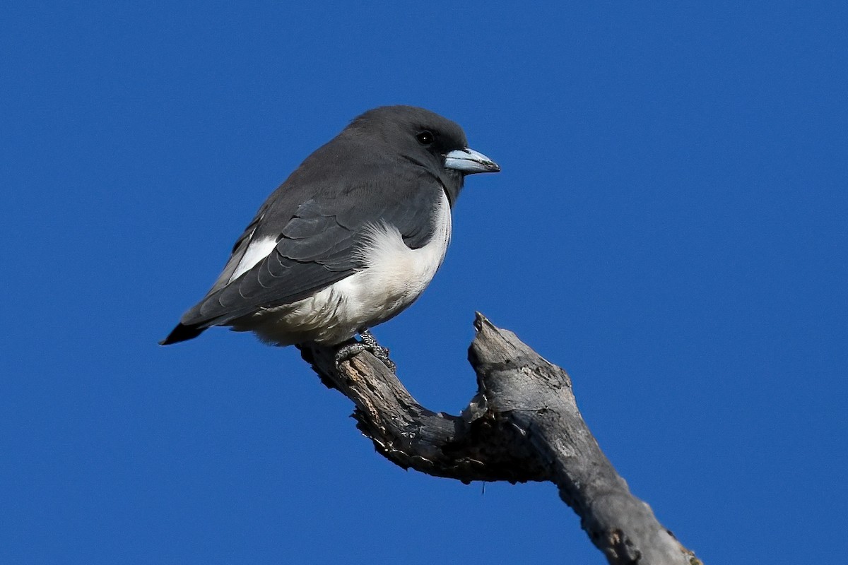 White-breasted Woodswallow - ML443907471