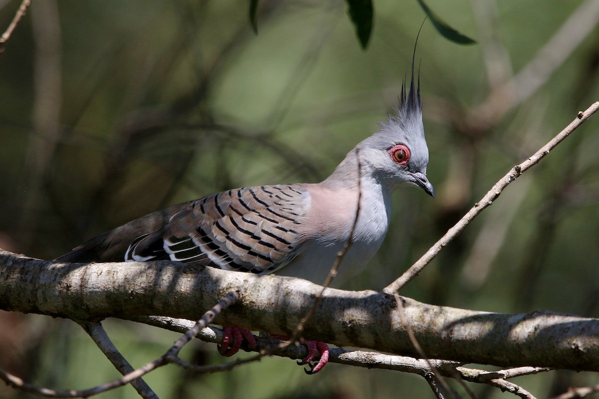 Crested Pigeon - ML443908261