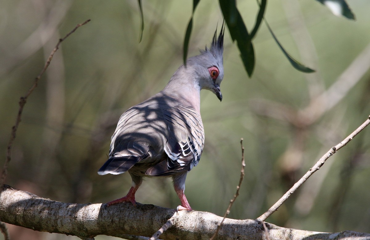 Crested Pigeon - ML443908291