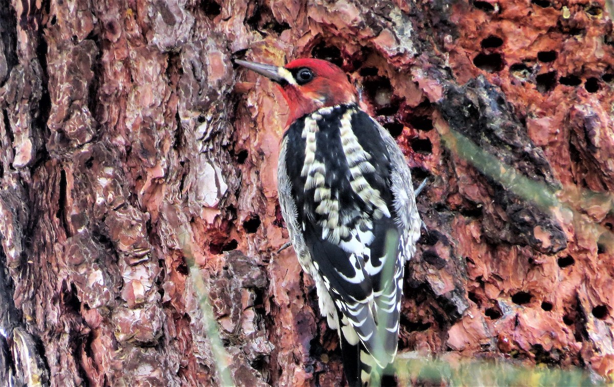 Red-breasted Sapsucker - ML44390911