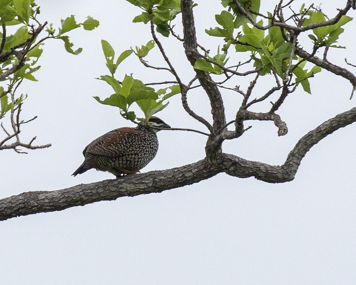 Chinese Francolin - ML443909201