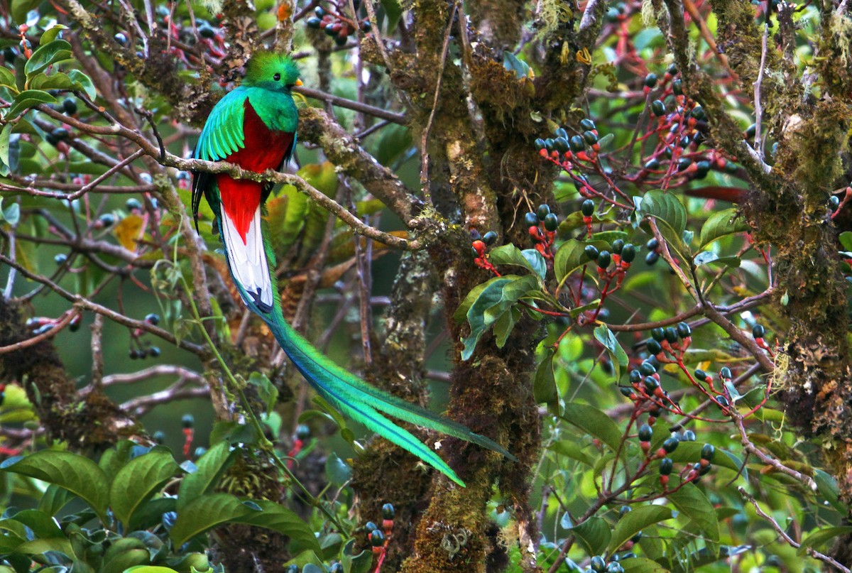 Quetzal Guatemalteco (costaricensis) - ML44390951