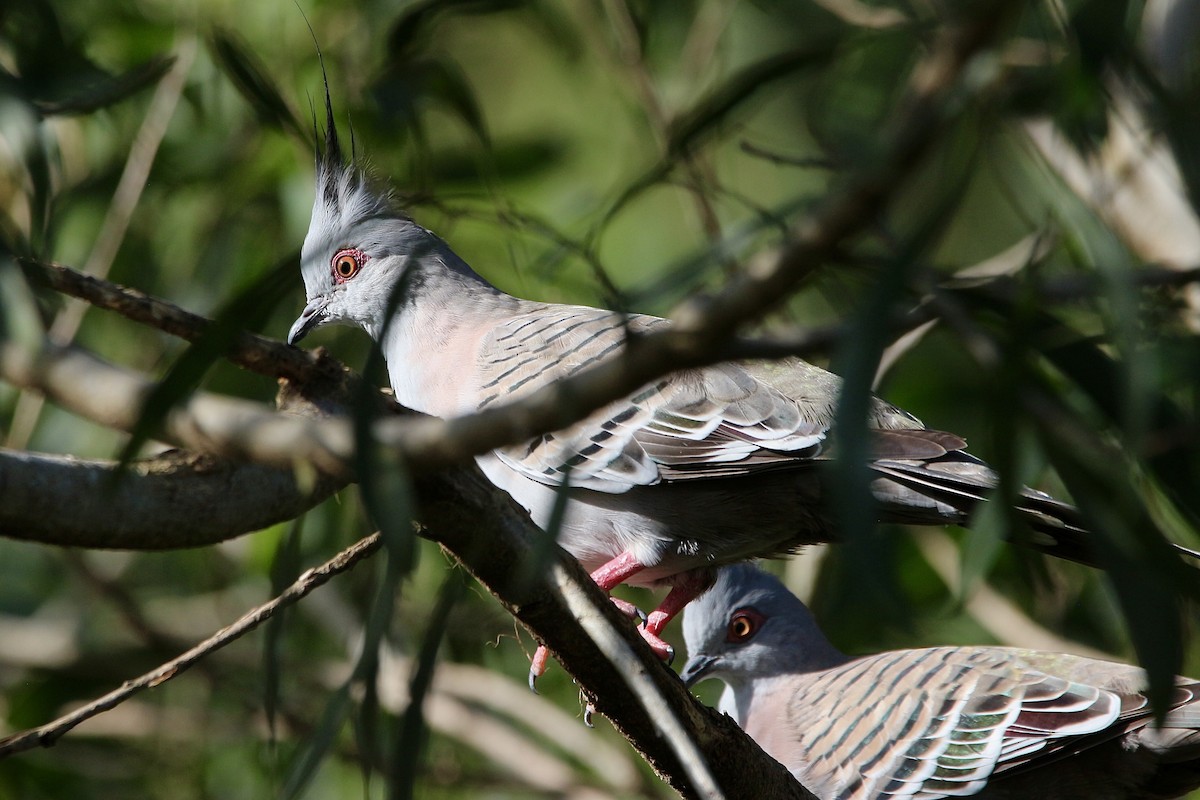 Crested Pigeon - ML443911131