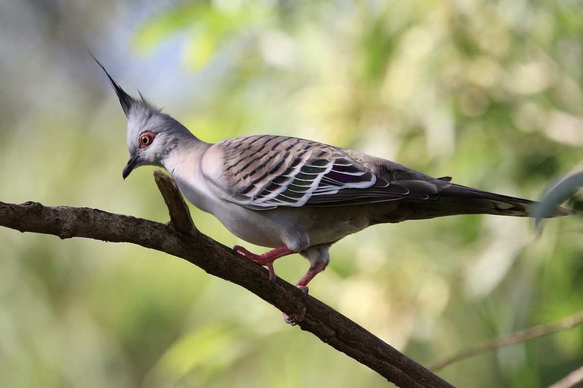 Crested Pigeon - ML443911181